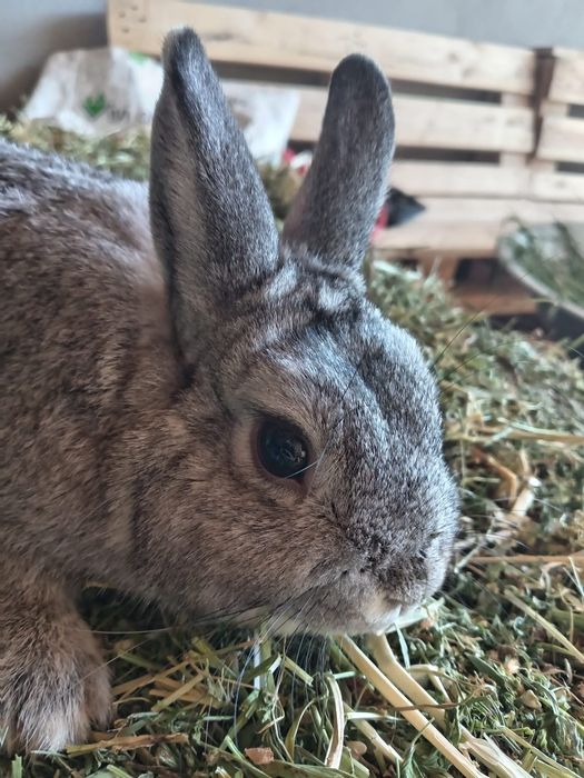 Vând iepuri pitici si porcușori de guineea