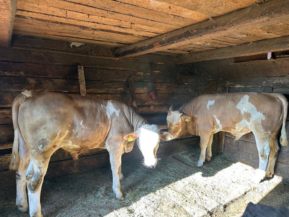 Vând 2 viței(tăurași)