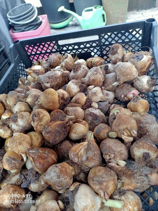 Медуница  садовая