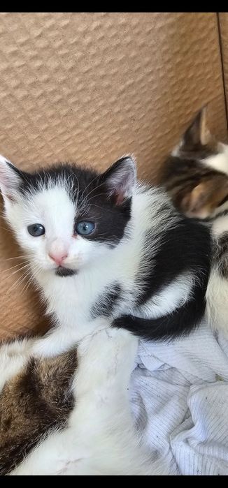 Малки сладки котенца