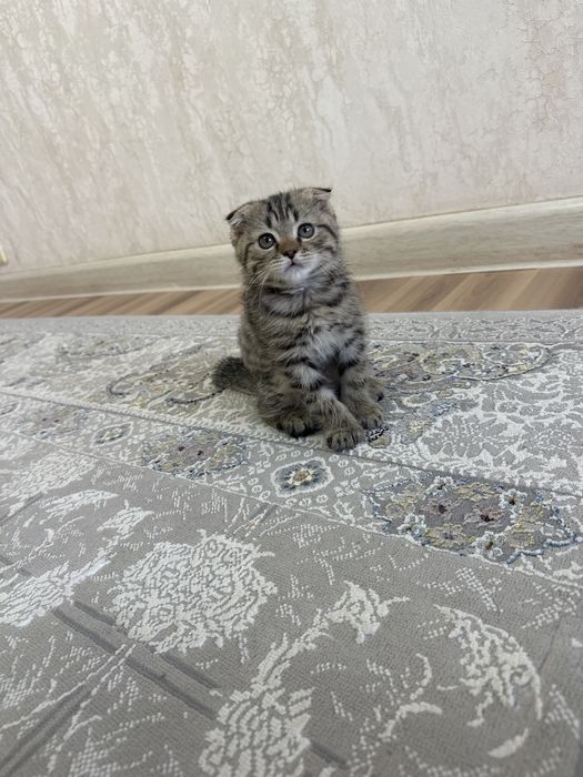 Шотландский вислоухий котенок
