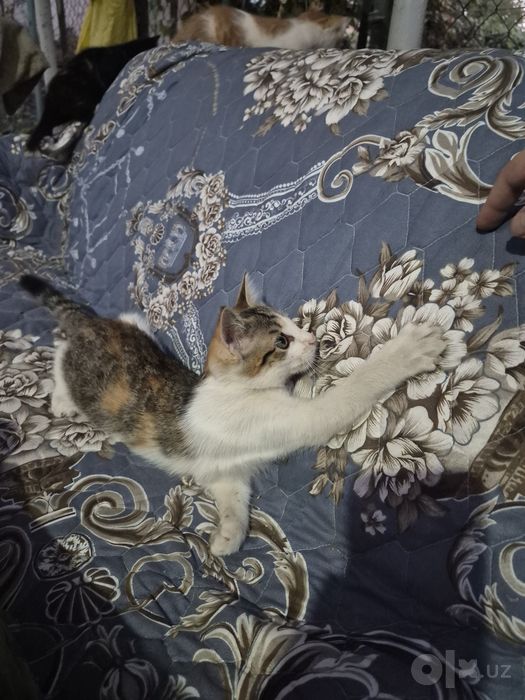 Отдадим бесплатно красивых котят