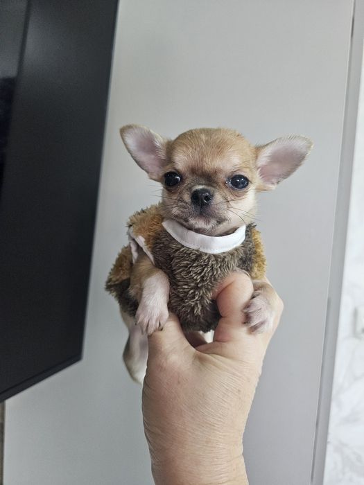 Чихуахуашки миники