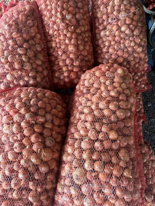 Балучка За Засаждане – Отлично Състояние!