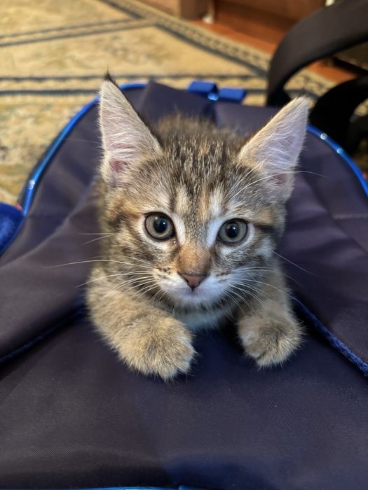 Отдам в хорошие руки