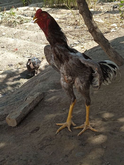 Shamo dakan jo'jalari va tuxumlari sotiladi.