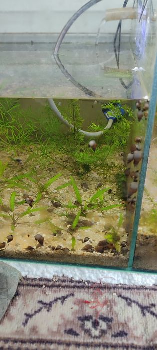 Улитки мелена 5 минг