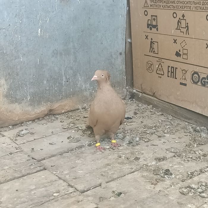 Американский жёлтый