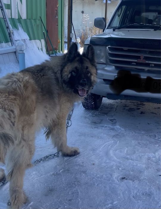 Вязка Немецкая овчарка