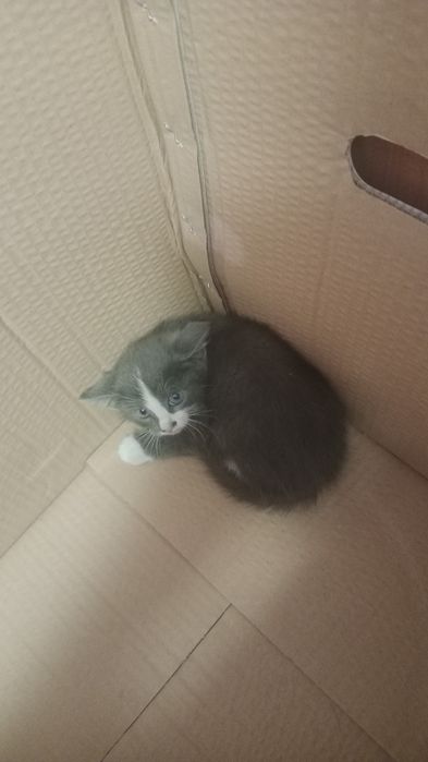 Отдам котят в хорошие руки
