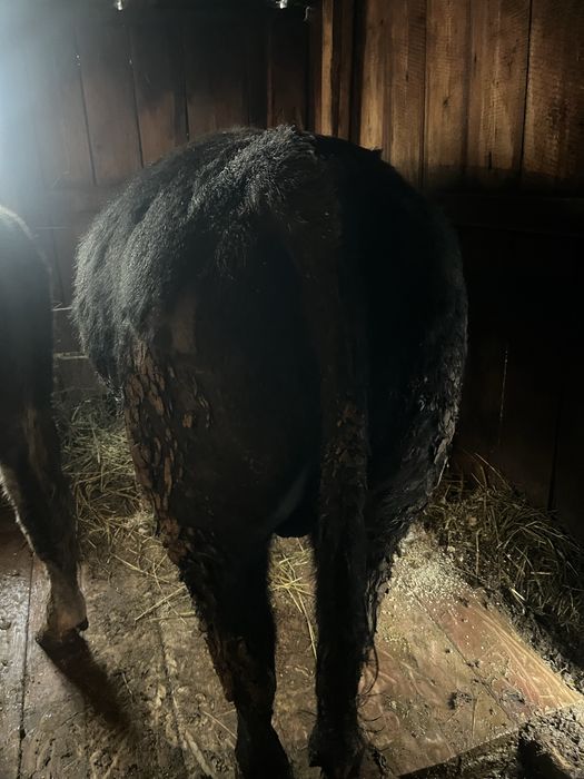 Продам быка Ангус 2 года