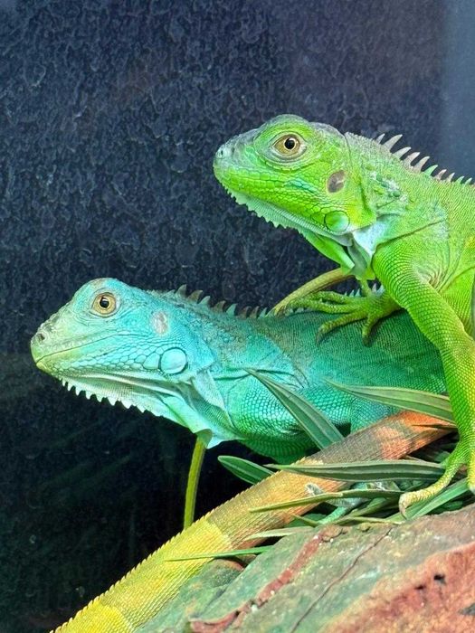 Игуаны разных окрасов в ЗООМИРЕ