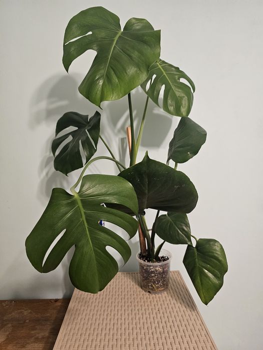 Monstera Deliciosa
