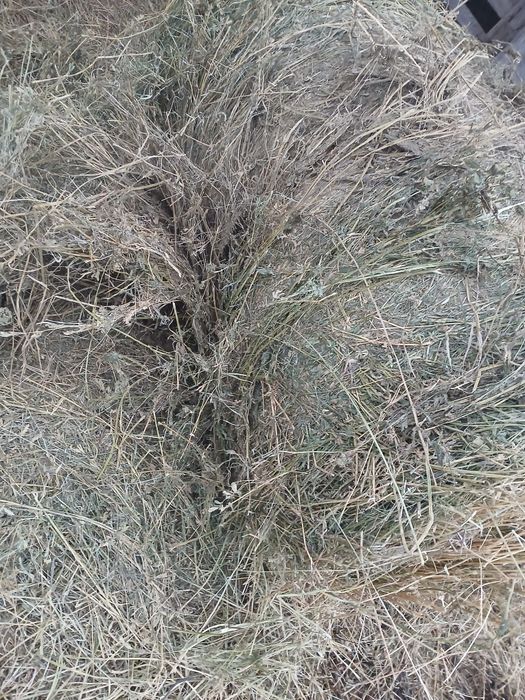 Vând baloti de lucerna coasa 2