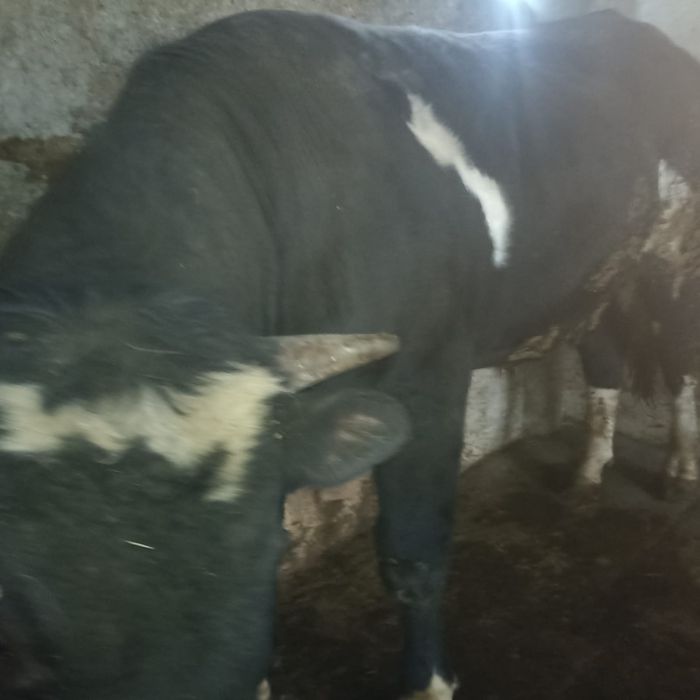 продам  2 быков  .