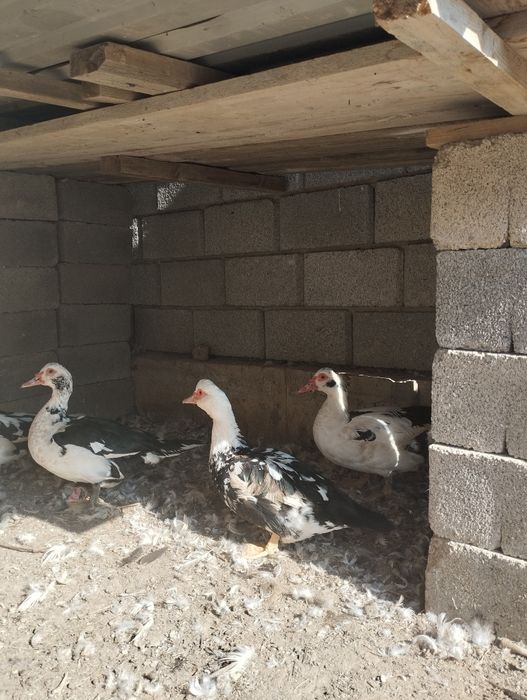 Индаутки молодые