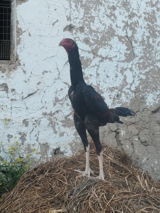 Dakan xoʻroz sotiladi