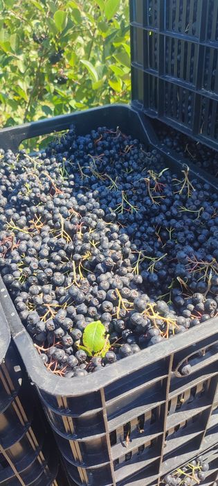 Fructe Aronia Meloncarpa