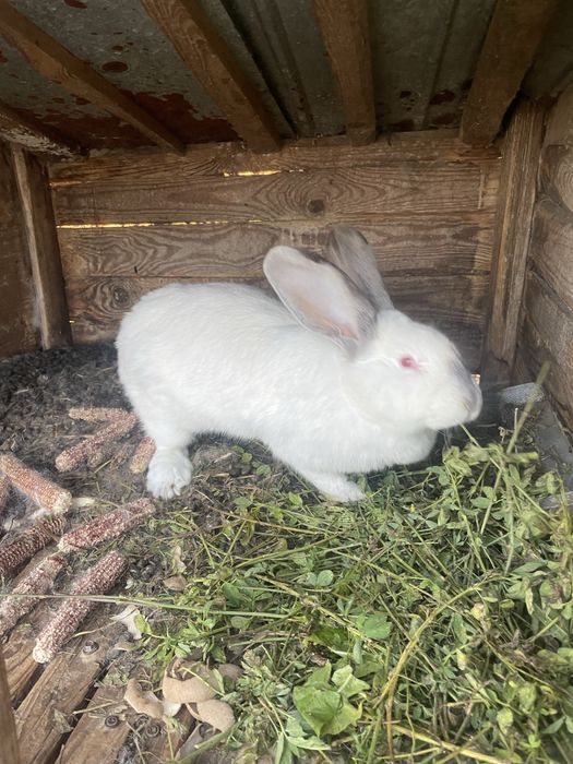 Vand o iepuroaica fi un iepuroi