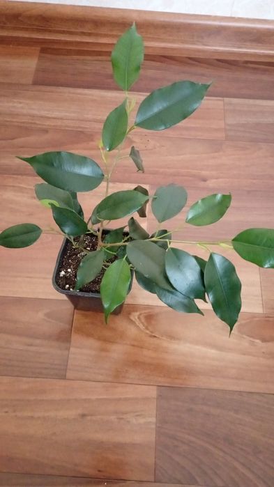 Продам, фикус Бенджамин