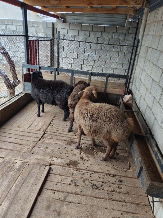 Кошкарлар, домашние