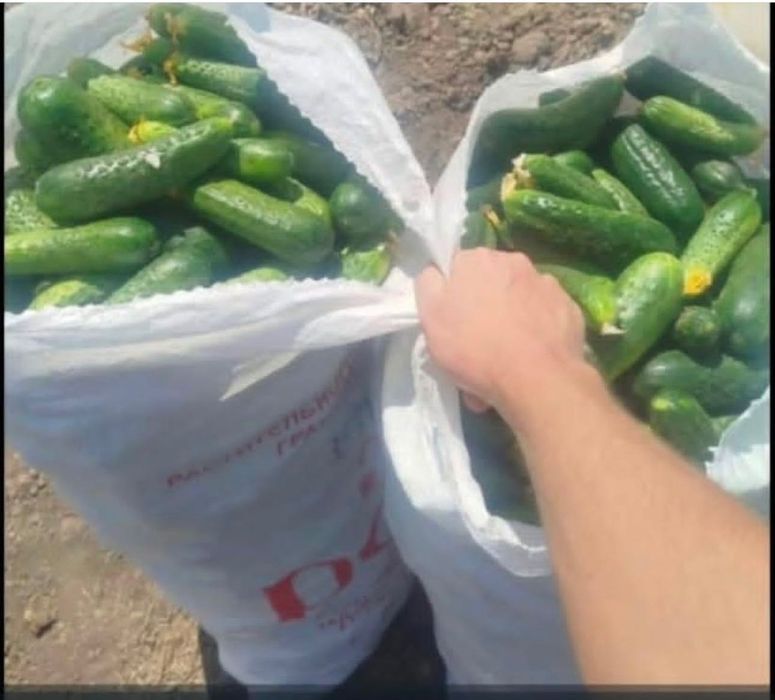 Огурцы засолочные