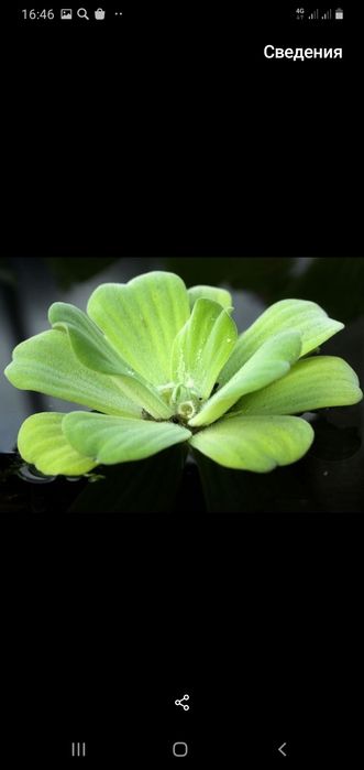 Продам аквариумные растения