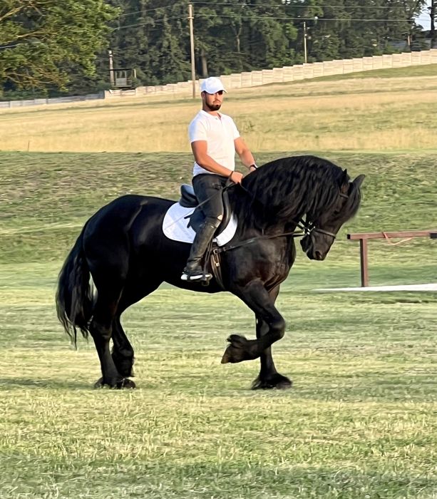Armăsar Friesian Top Frizian