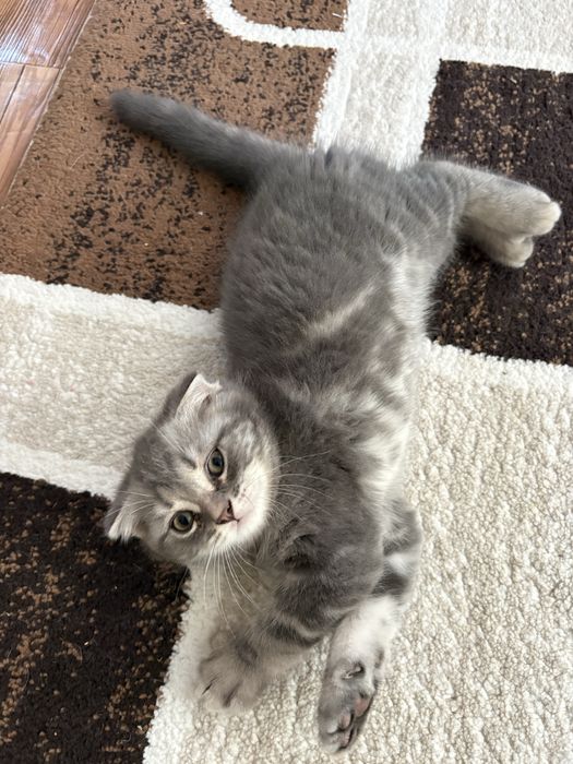 Котята скотишь фолд