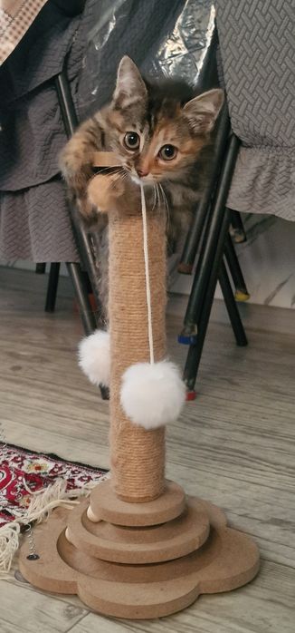 Отдам в добрые руки