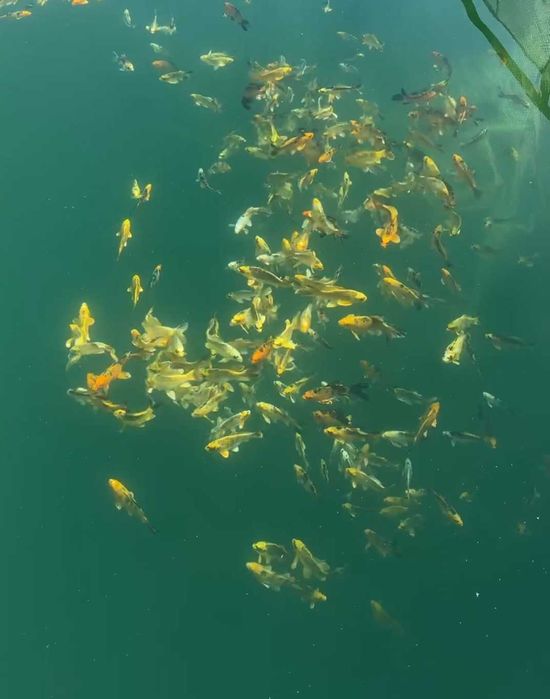 Декоративная японский карп коя в наличии малки и маточные