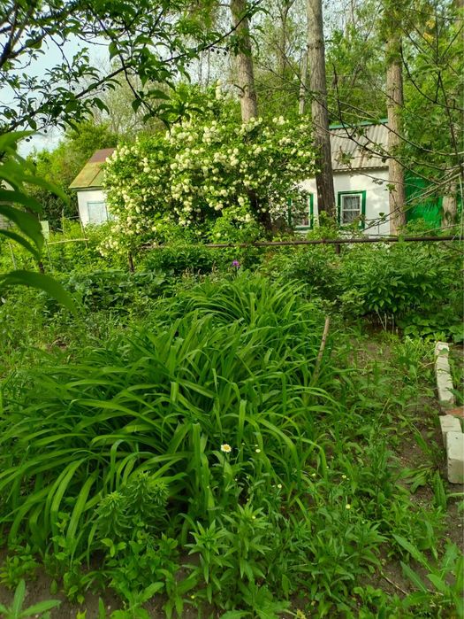 Продам дачу за Кривым озером