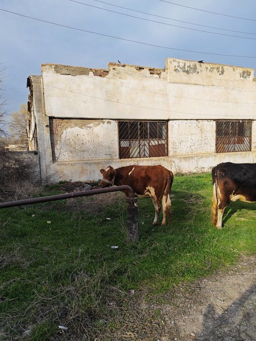 Сауын сиыр қызыл тоқал сүті жақсы