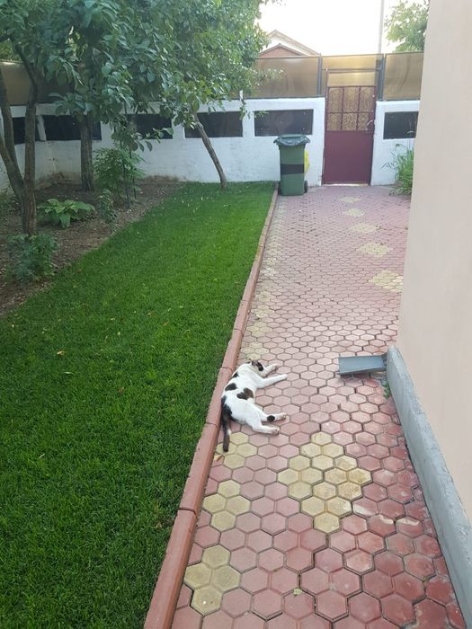 Vând casa curte Săbăreni
