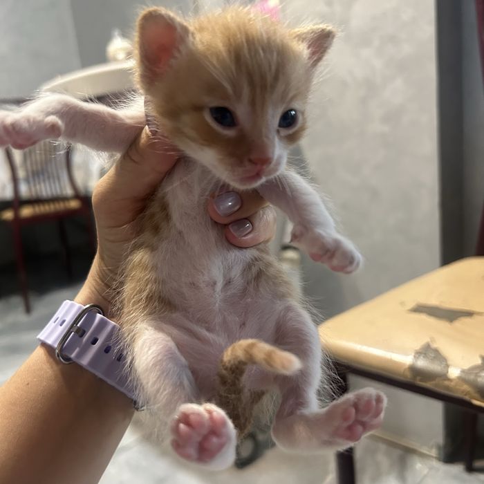 Отдам котят в добрые руки !!!