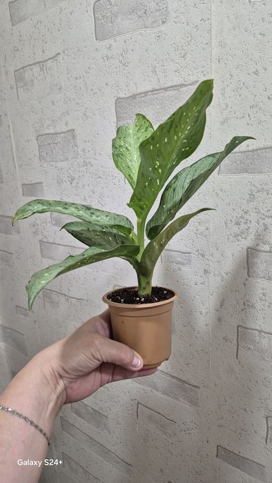 Диффенбахия Memoria Corsii