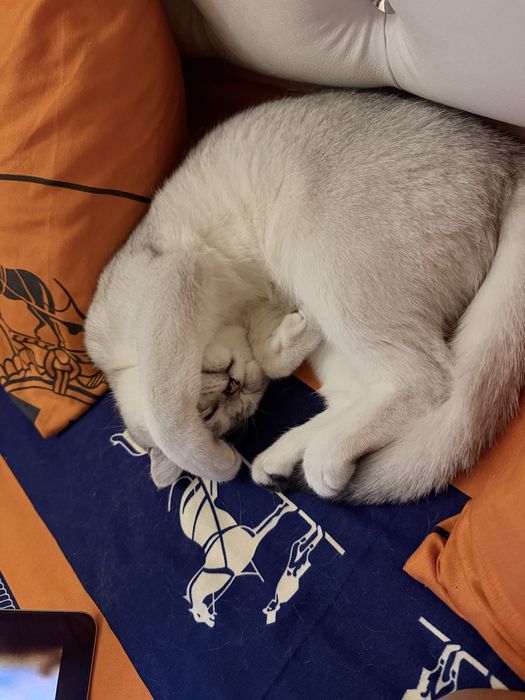 Красавец ищет невесту! Xotin qidirvomiza mujikchaga!