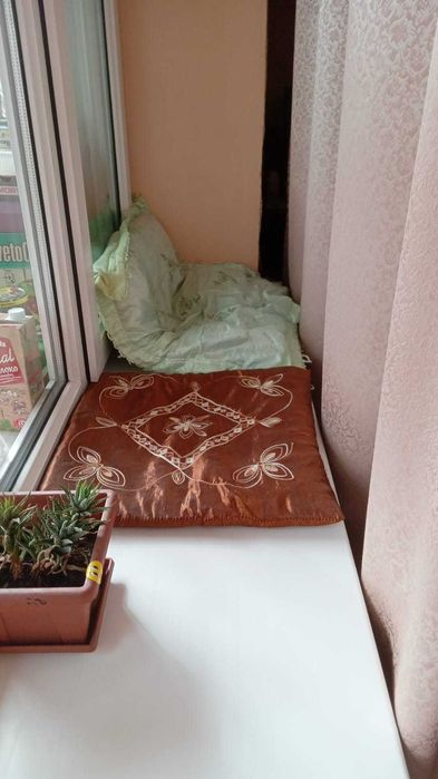 Зооняня для кошечек