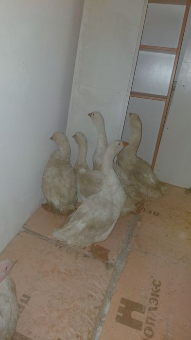 Гуси продам  гусей