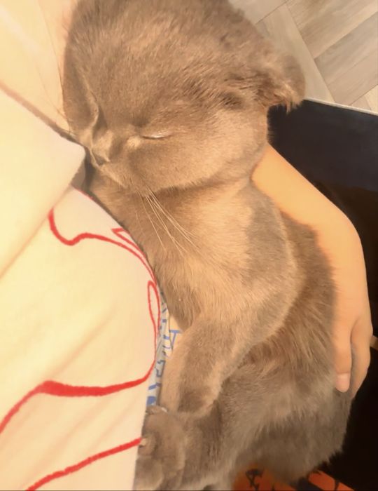 Ищу новый дом для любимой кошки