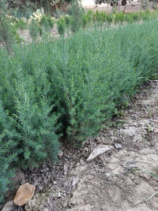 Можжевельник ОПТОМ!