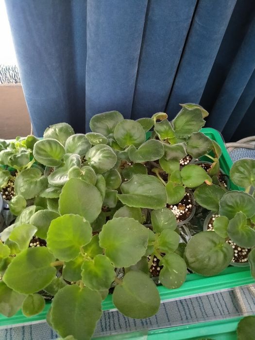 Продажа,детки фиалок!!!