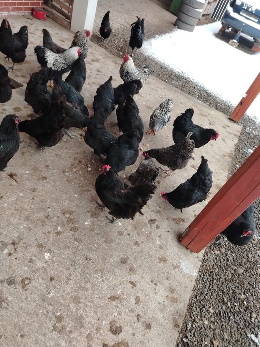 Oua Australorp pentru incubat