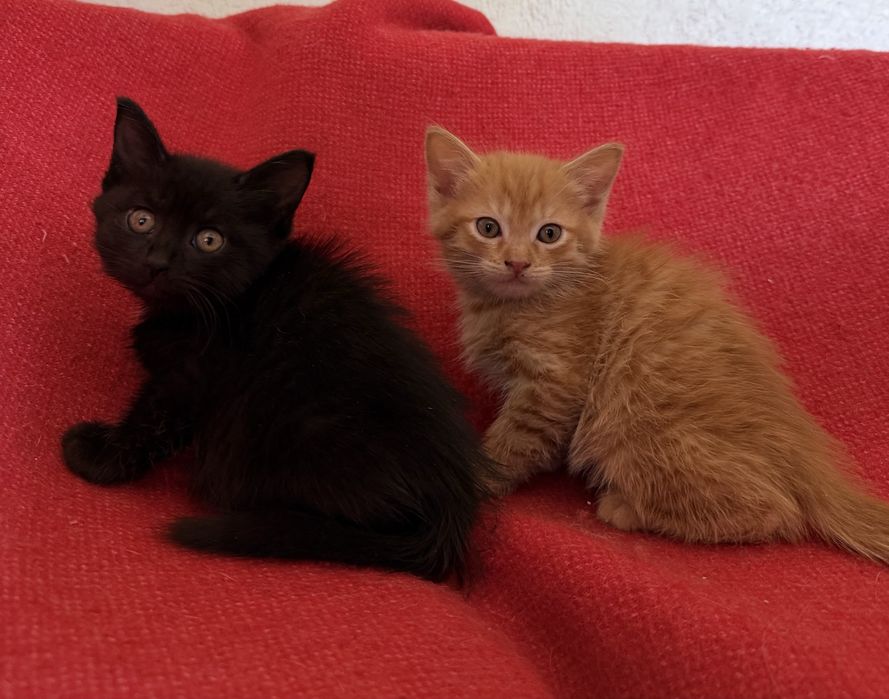 Отдаем котят в хорошие руки