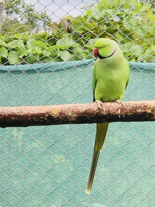 Papagali micul alexandru masculi alexander