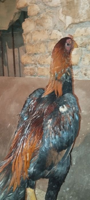 Дакан хўроз ва жўжалар