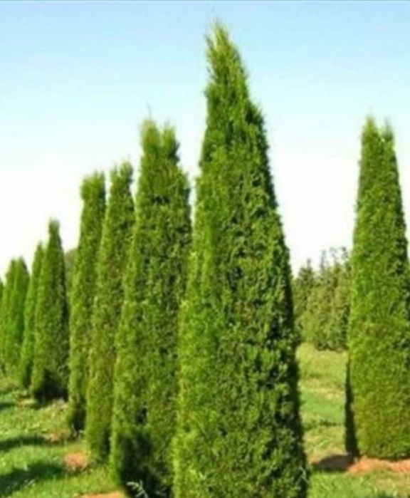 Plante ornamentale de diferite varietății