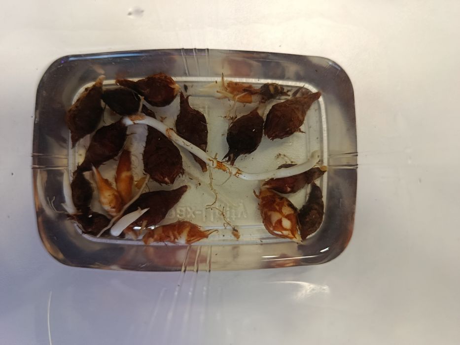 Продам клубни алоказии Silver Dragon