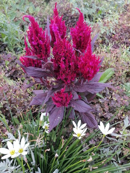 Продам семена цветов разных