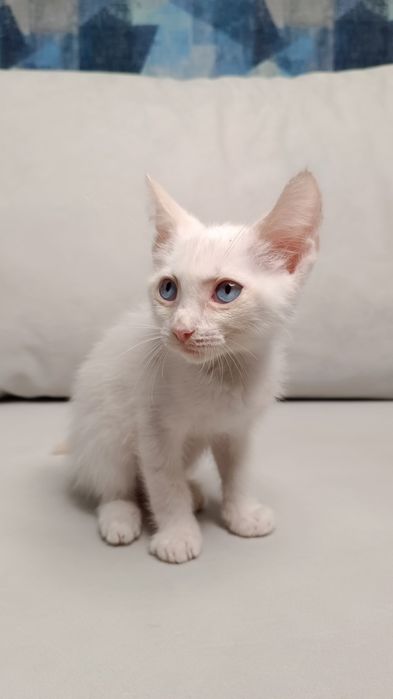 Отдам котёнка в добрые руки